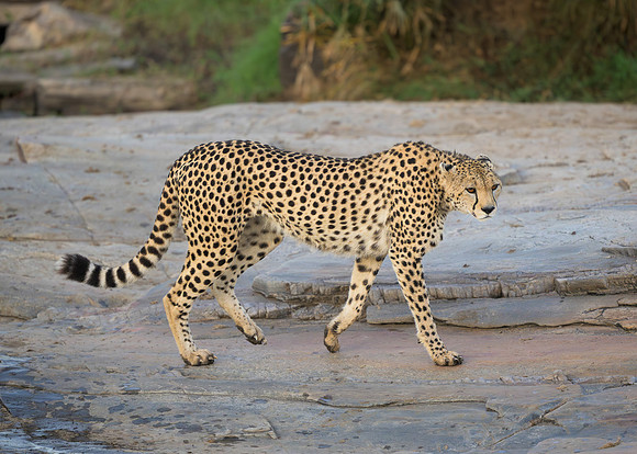 Cheetah