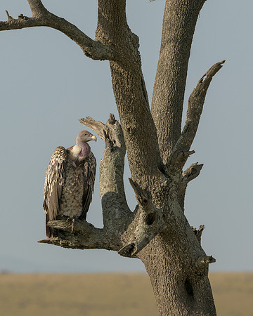 Rüppell’s Griffon Vulture