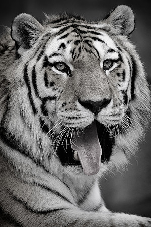 Amur tiger (B&W version)