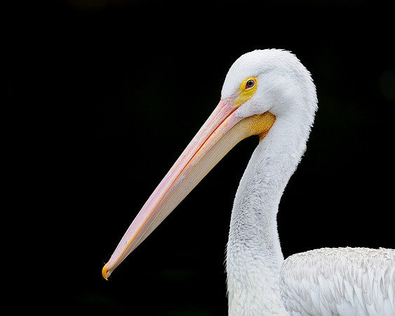 Pelican profile