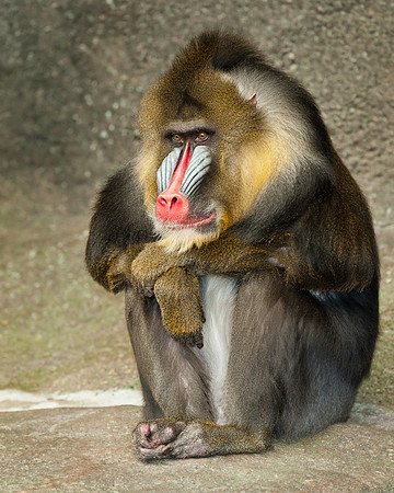 Mandrill