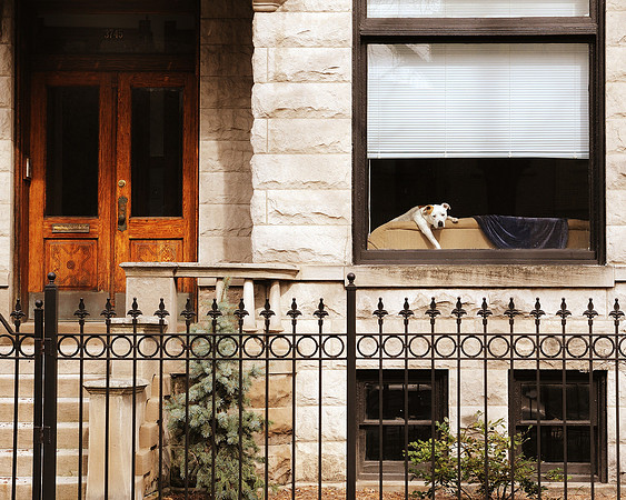 Bungalow dog