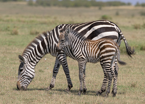 Zebra with Foal