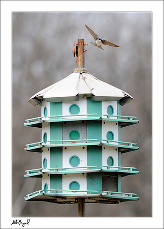 Bird hotel