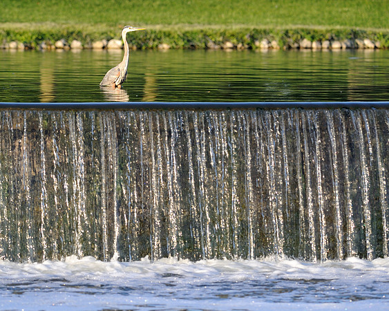 Heron above waterfall