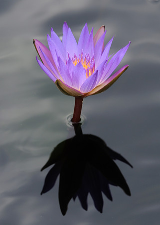Tropical waterlily