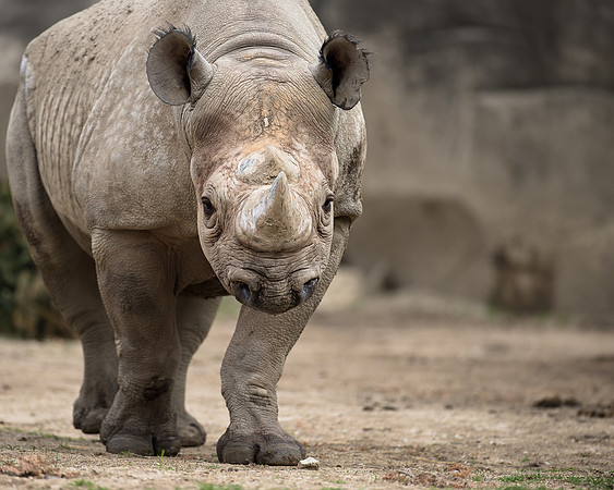 Black rhinoceros