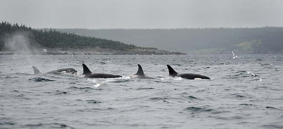Orca whales