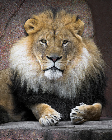 African lion