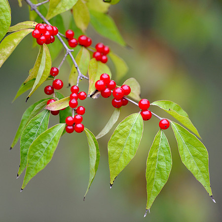 Red berries