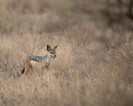 Black-backed Jackal