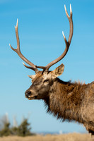 White-tailed Deer