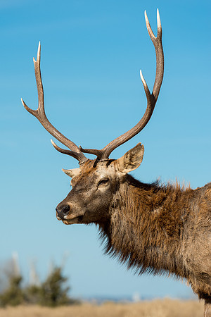 White-tailed Deer