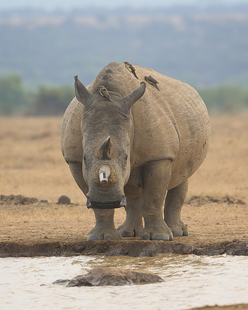 White Rhinoceros
