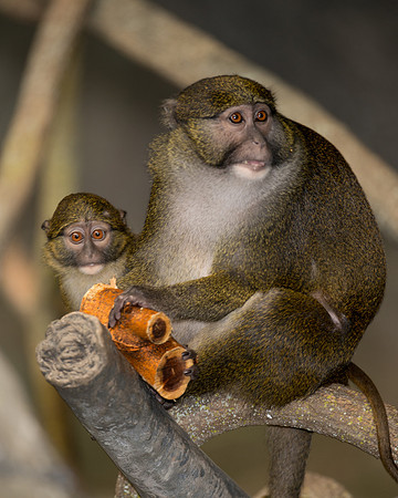 Allen's swamp monkeys
