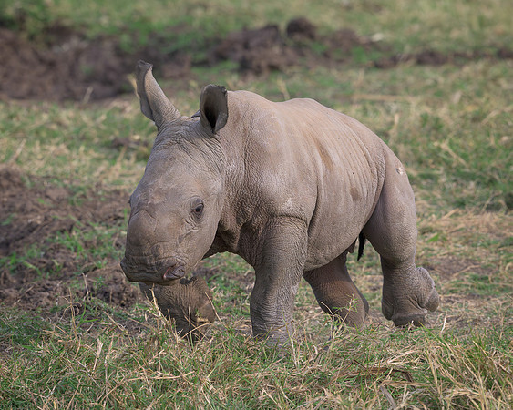 Baby White Rhinoceroses
