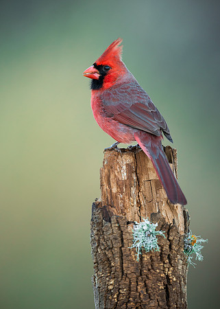 Northern Cardinal