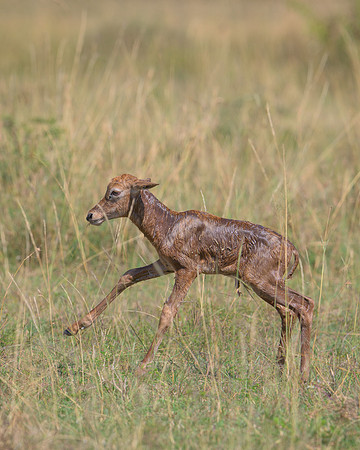 Baby's First Steps