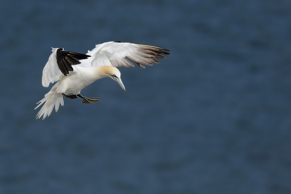 Northern gannet