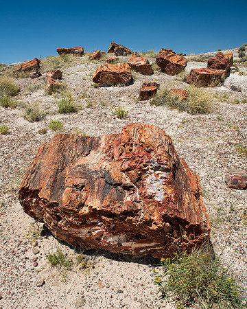 Petrified Forest