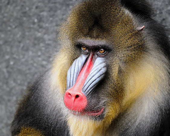 Mandrill