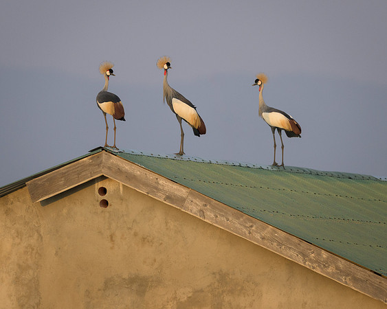 Cranes on the Roof