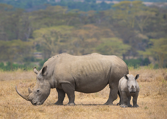 White Rhinoceroses