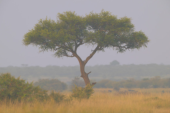 Acacia Tree