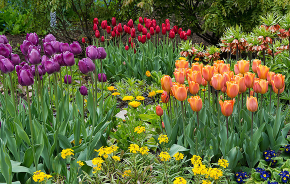 Tulips and more