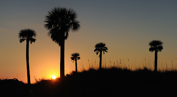 Sunset palms