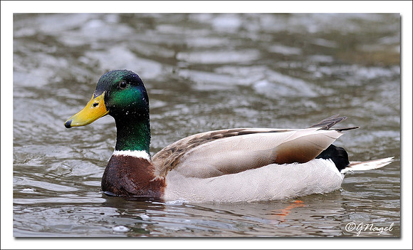 Duck