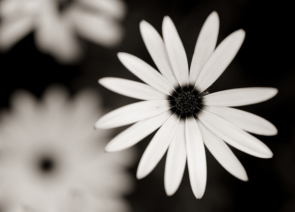 Flower in black & white