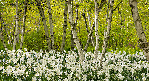 Daffodils and birch