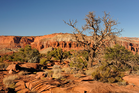 Desert landscape