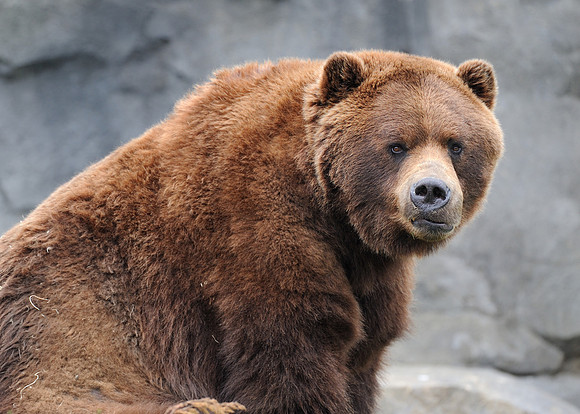 Grizzly bear