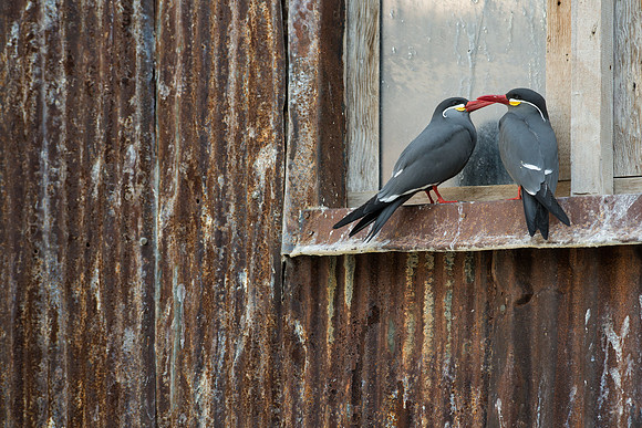 Inca terns