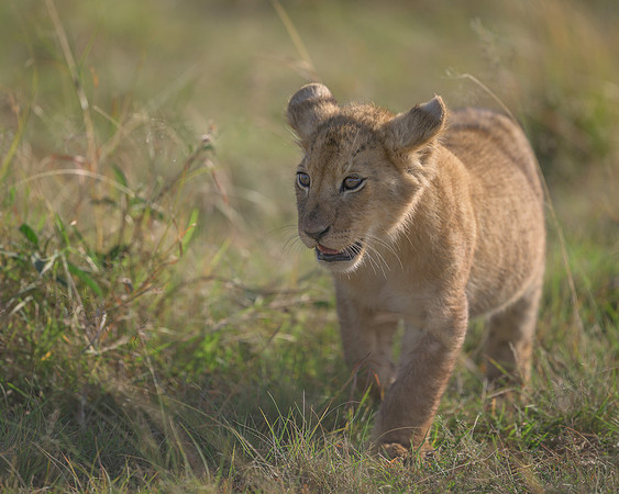 Lion Cub