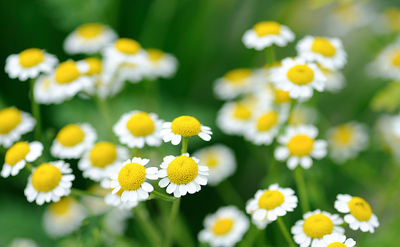 Cluster of tiny flowers