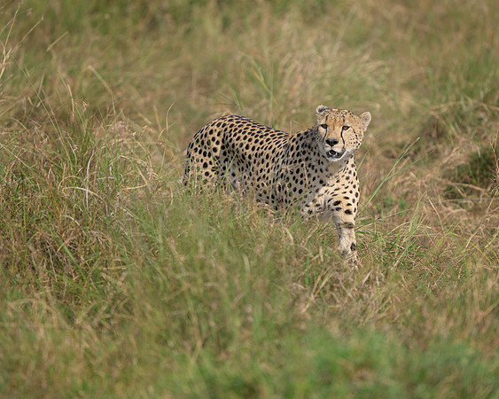 Cheetah