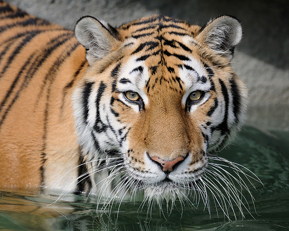 Whiskers on the water