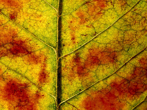 The colors of Fall