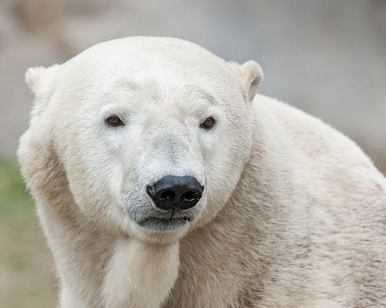 Polar bear