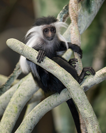 Colobus monkey