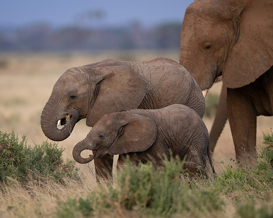 African Elephant