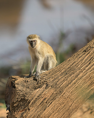Northern Vervet Monkey