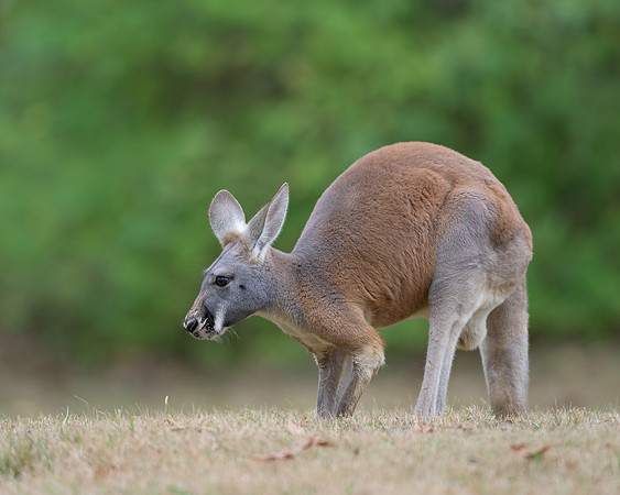 Kangaroo