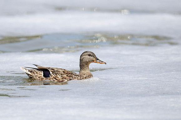 Duck in foam