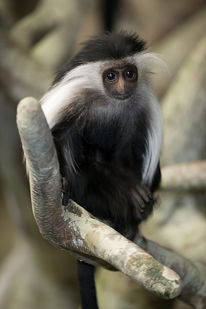 Colobus monkey
