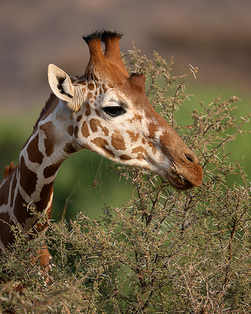 Reticulated Giraffe