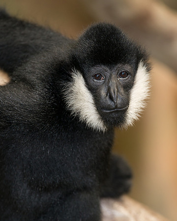 White-cheeked gibbon